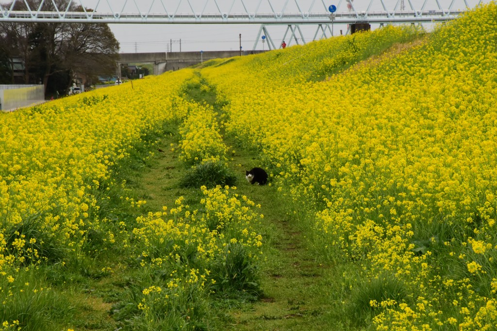 菜の花と猫