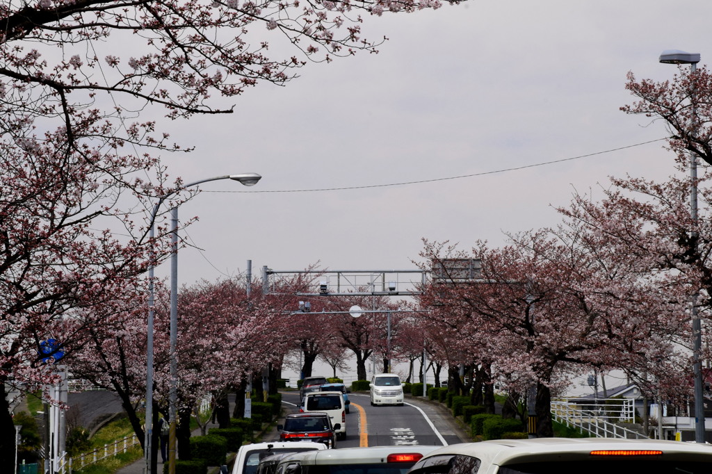 桜咲く道