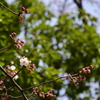 一足早く開花
