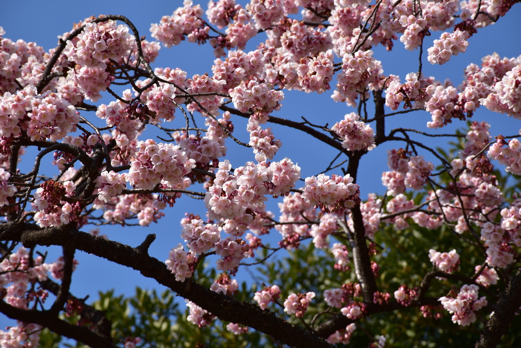 寒桜