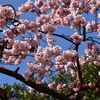 寒桜