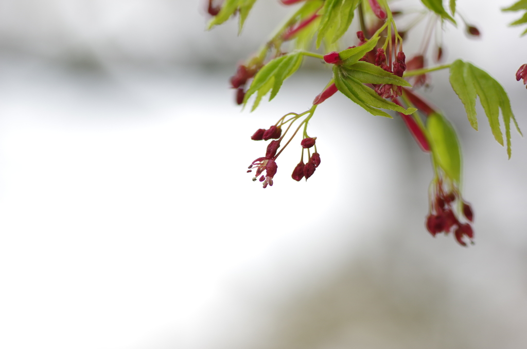 桜もいいけどもみじもね。