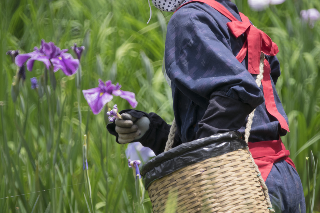 花摘み娘