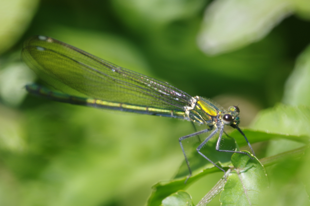 ニホンカワトンボ♀