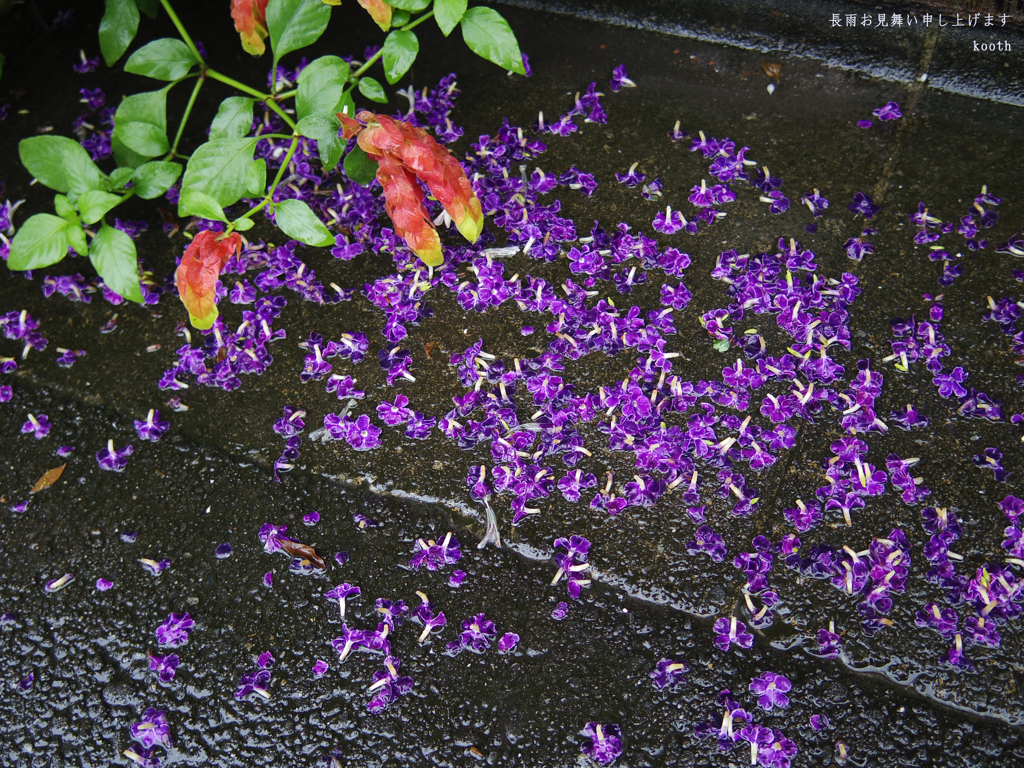長雨お見舞い申し上げます