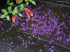 長雨お見舞い申し上げます