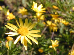 近所の花 その３