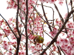 桜の上