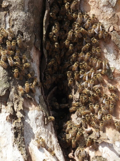 ご近所ミツバチ