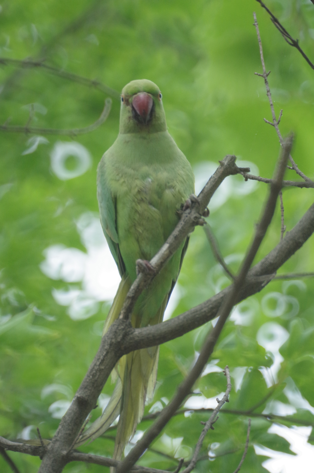 ワカケホンセイインコ By Kooth Id 写真共有サイト Photohito