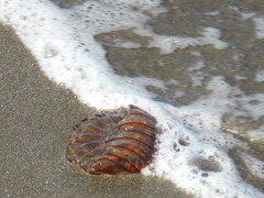 5月の海もクラゲの海