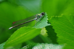 アサヒナカワトンボ♂無色翅 伊豆個体群