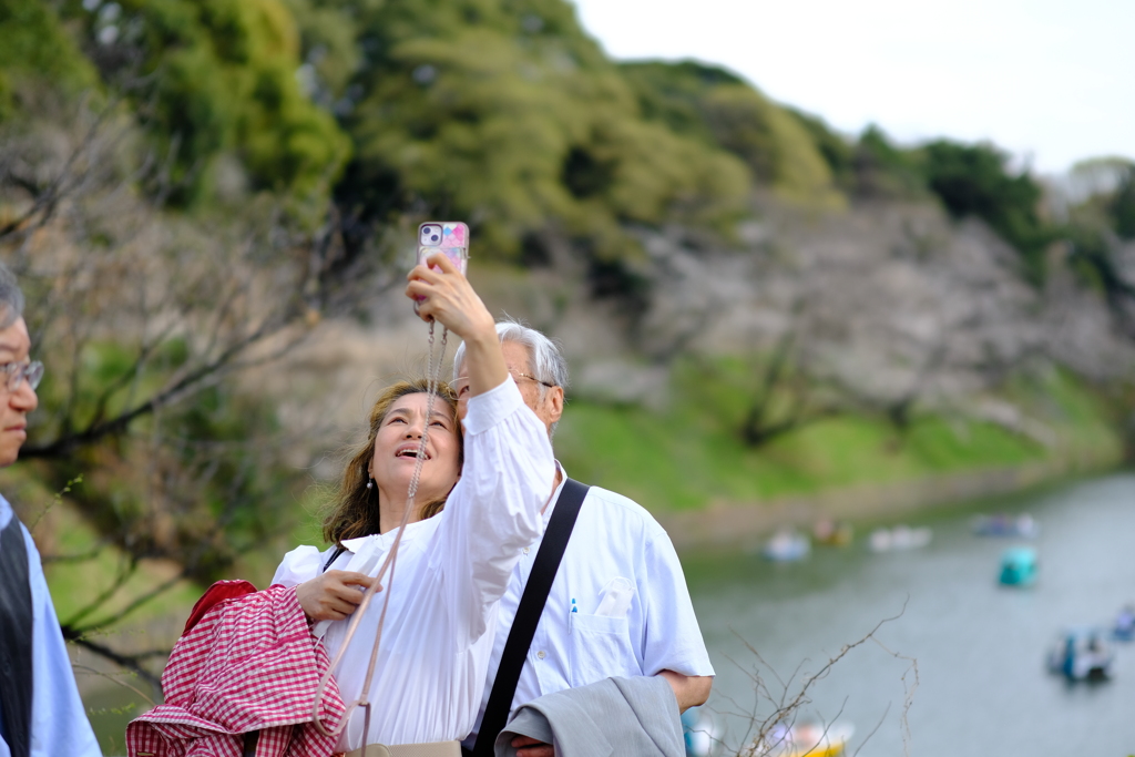千鳥ヶ淵 定点 2025 4