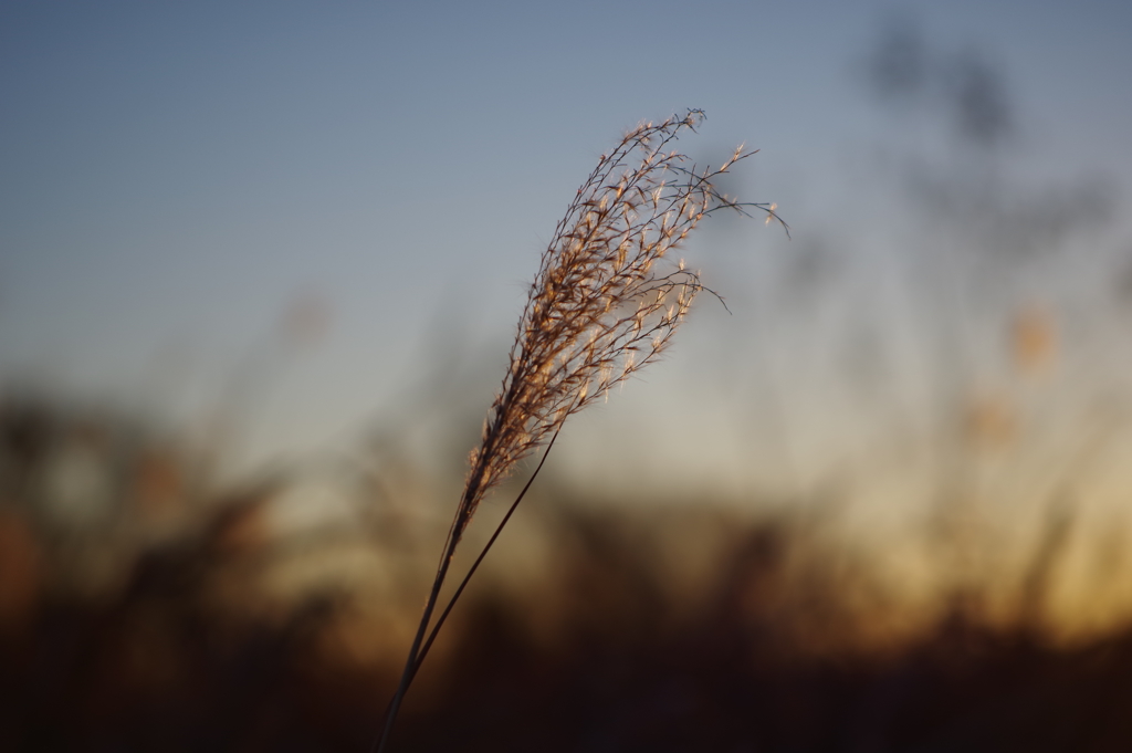 新年は新レンズで1