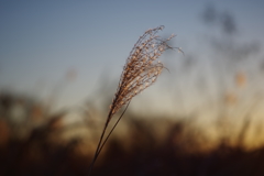 新年は新レンズで1