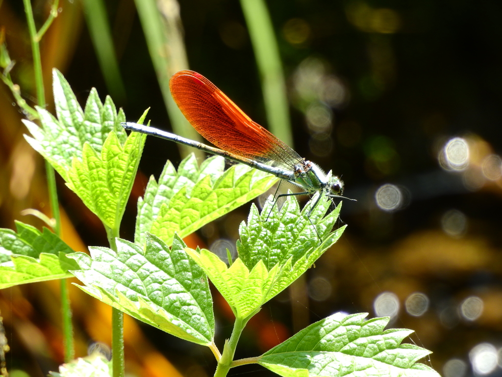 ニホンカワトンボ♂橙色翅