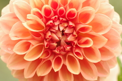 Dahlia