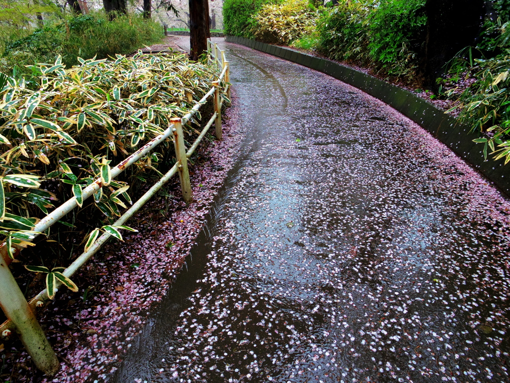 桜に染まる日 3