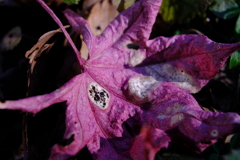 縮れ具合が美しい