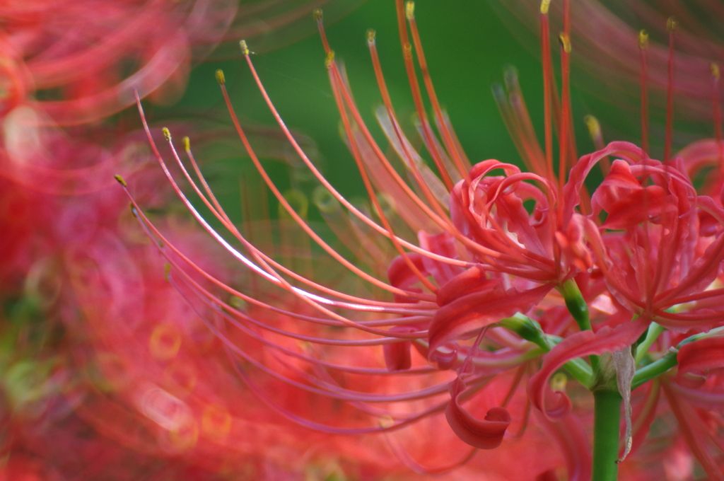 彼岸花