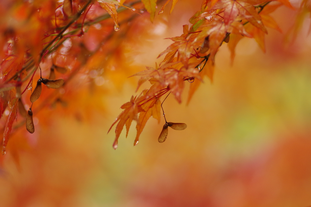 近所の紅葉