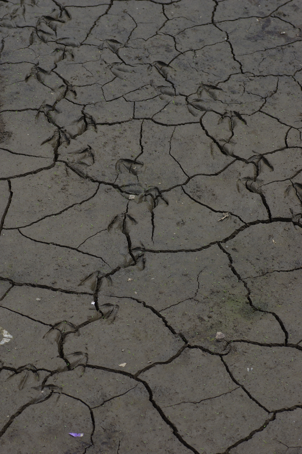 ひび割れに沿って進む