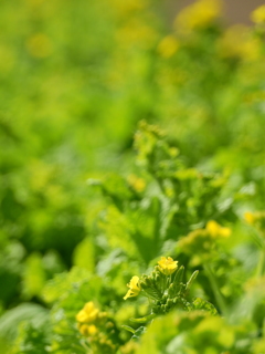 埼玉 川辺の春 4