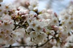 家の前の桜も咲いた