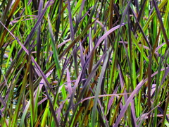 RICE PLANT TYPE EVA