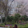 本場のお花見