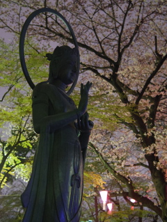 飛鳥山の夜桜3