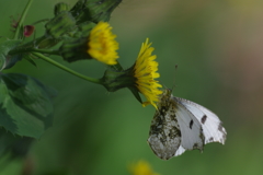 ツマキチョウ♀