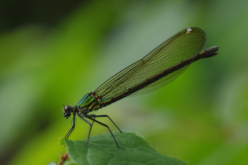 アサヒナカワトンボ♀
