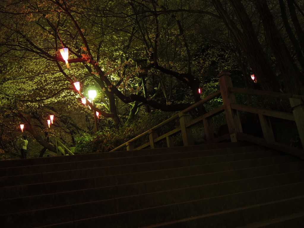 飛鳥山の夜桜1