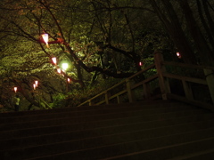 飛鳥山の夜桜1