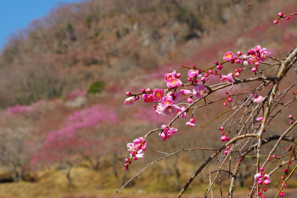 ＠湯河原梅園