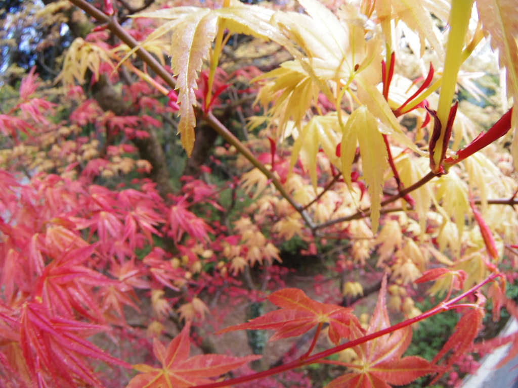 春の紅葉