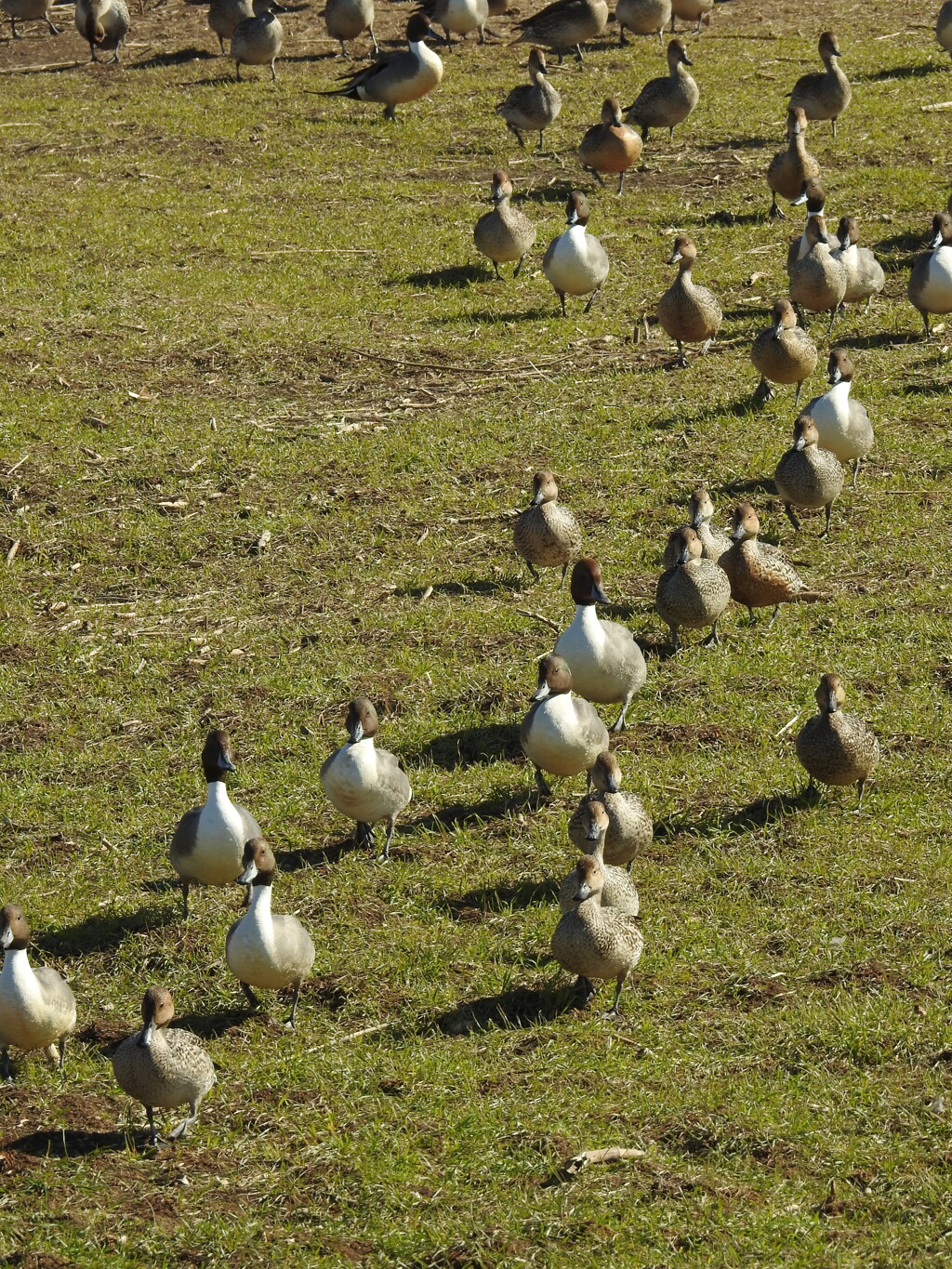 餌を求めて