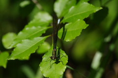 アサヒナカワトンボ