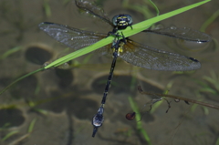 溺れる者は稲をもつかむ