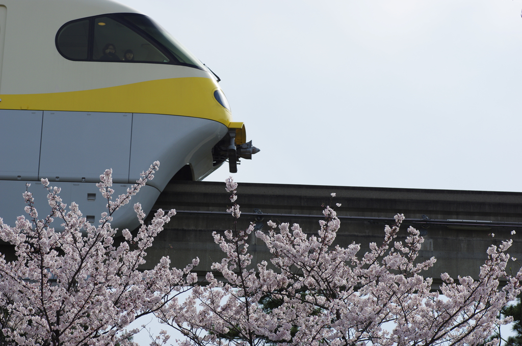 上からお花見