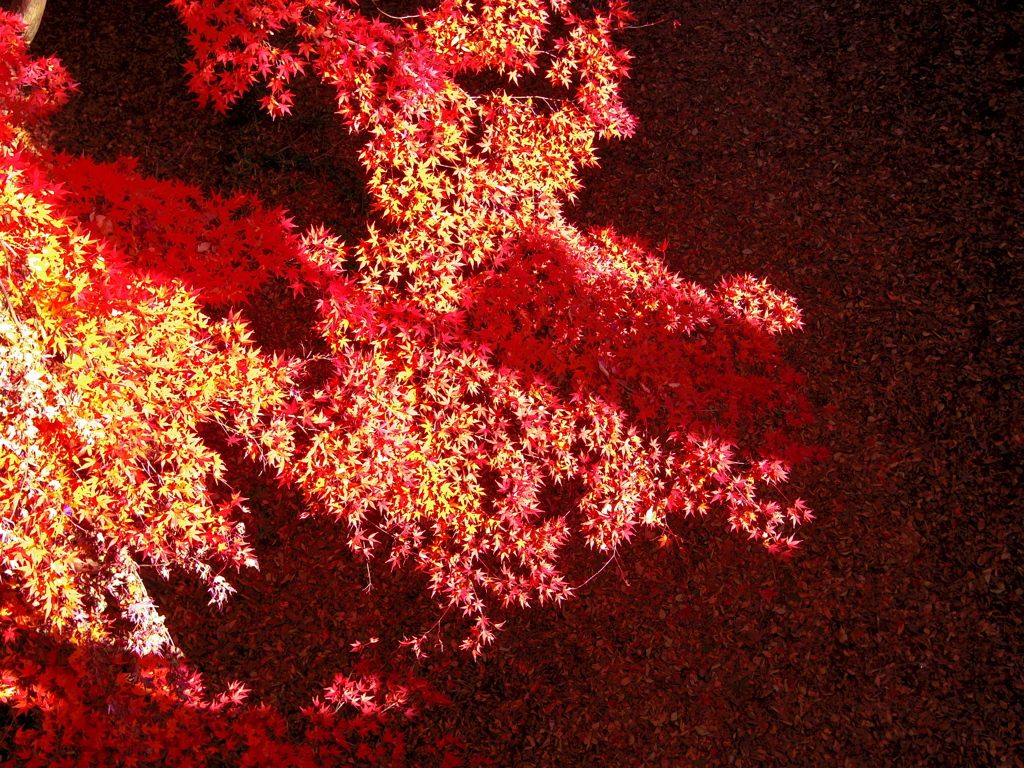 どろぼう橋の紅葉