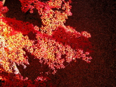どろぼう橋の紅葉
