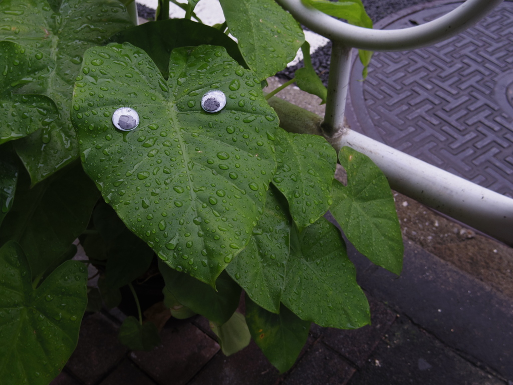 じーっ