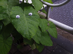 じーっ
