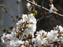 ソメイヨシジロー