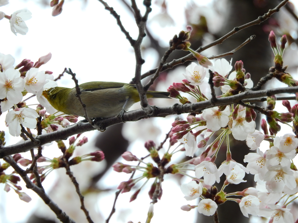 桜おいしいね