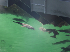 この魚はなんだろう？