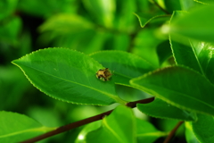 ジンガサハムシ
