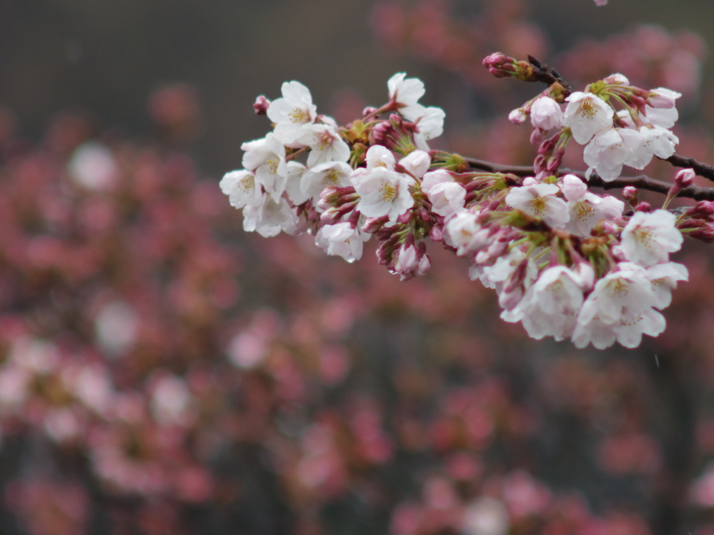桜雨 1